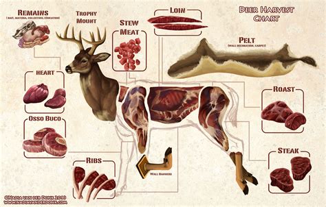 Deer Meat: The Ultimate Guide to Storing It on Ice