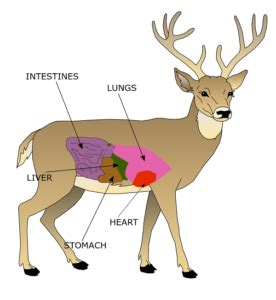 Deer Vital Chart