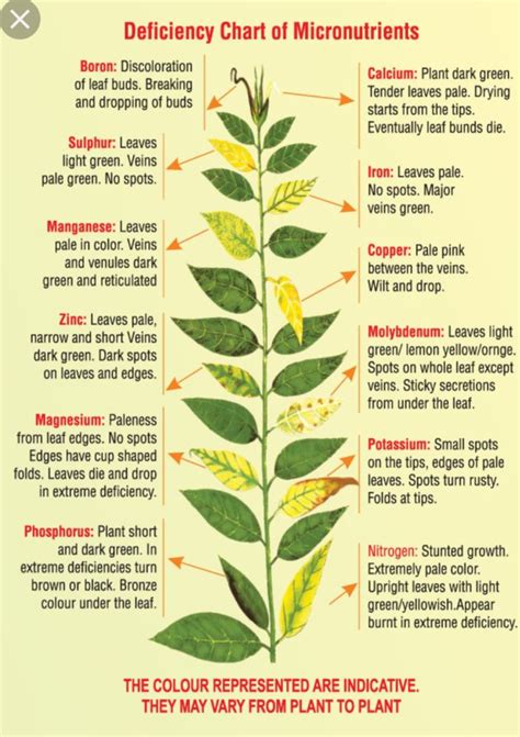 Deficiency Chart Of Micronutrients