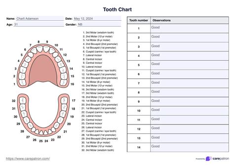 Dental Assistant Tooth Chart Printable
