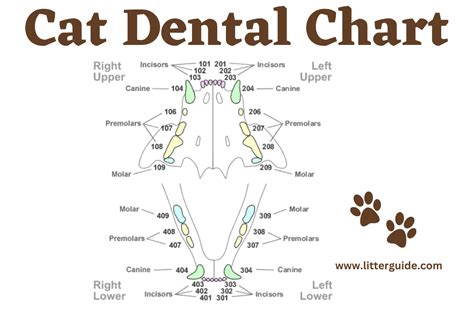 Dental Feline Chart
