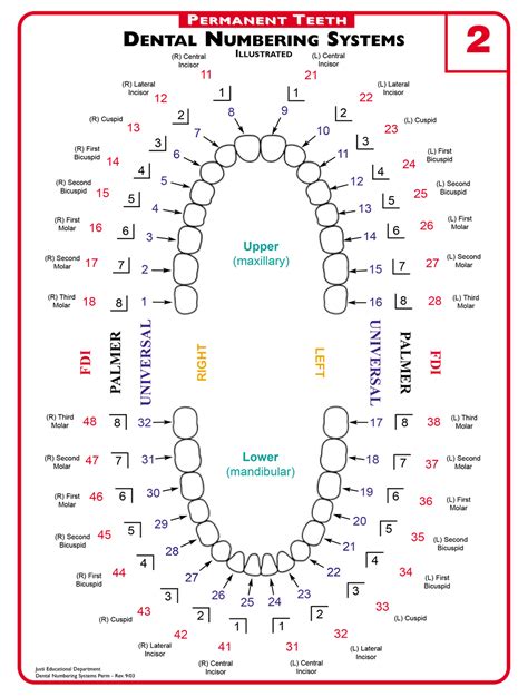 Dental Tooth Chart Numbers