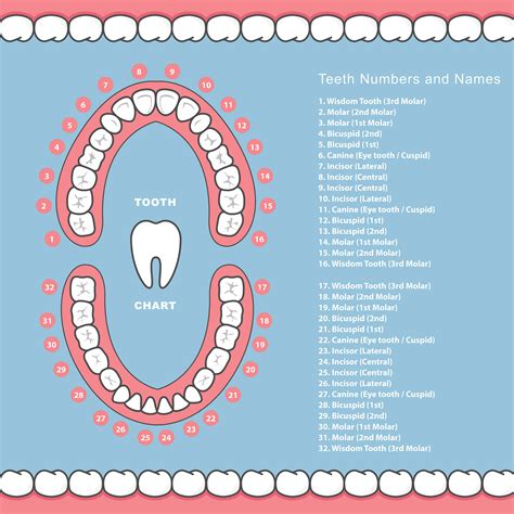 Dentist Teeth Number Chart