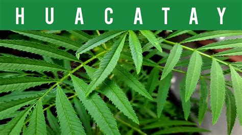 Descubriendo el Huacatay: Una Hierba Aromática con Múltiples Beneficios