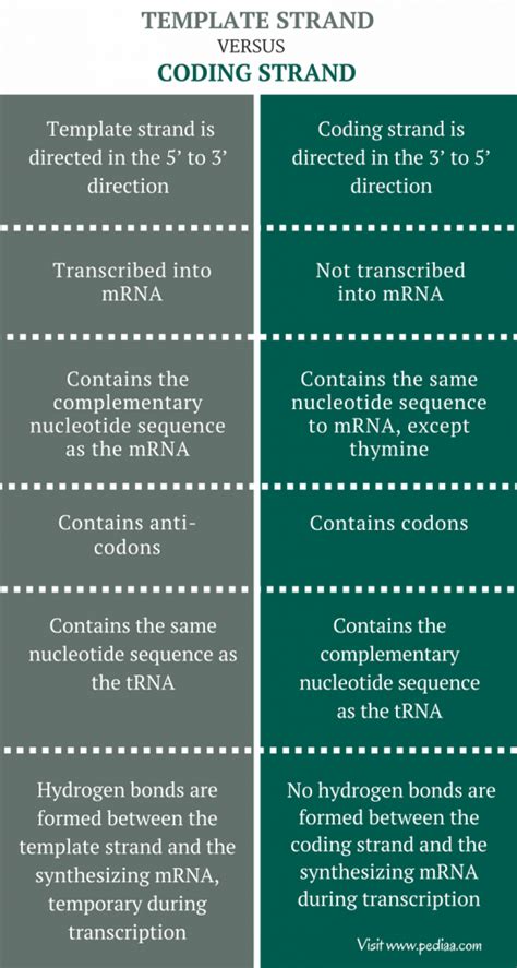 Difference Between Template Strand And Coding Strand