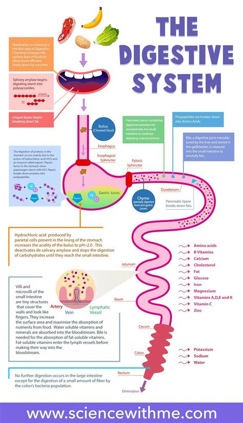Digestive System Flow Chart