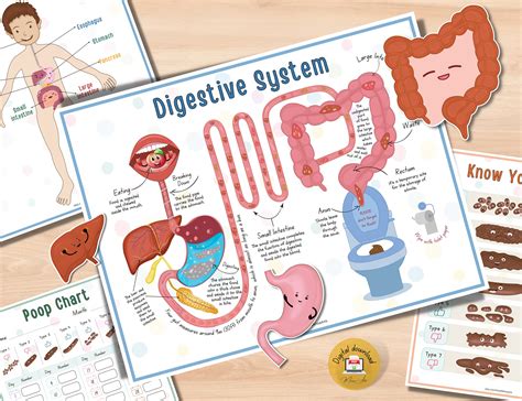Digestive System Printables