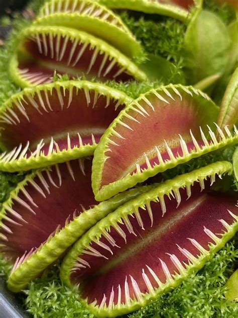 Dionaea: The Captivating Carnivorous Plant
