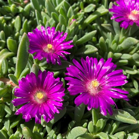 Discover the Budding Ice Plant Business: An Oasis of Opportunity and Growth