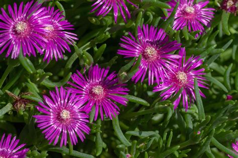 Discover the Intriguing World of Ice Plants: A Comprehensive Guide