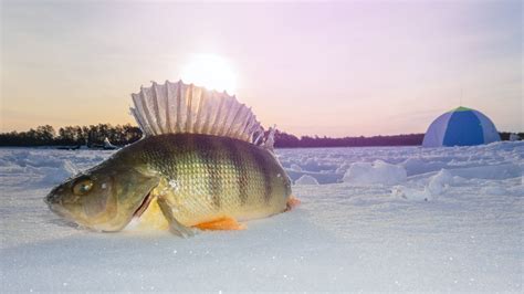 Dive into the Icy Embrace: An Epic Journey to the Devils Lake Ice Fishing Tournament