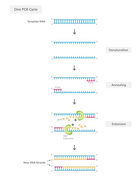 Dna Template In Pcr