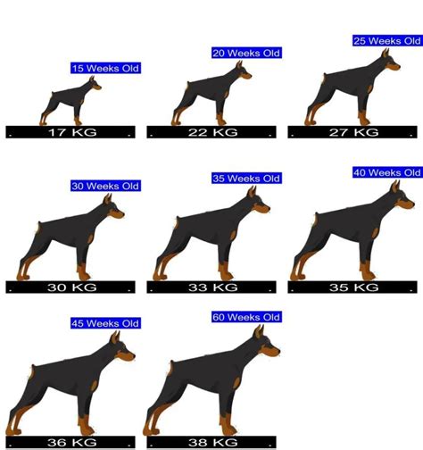 Doberman Pinscher Size Chart