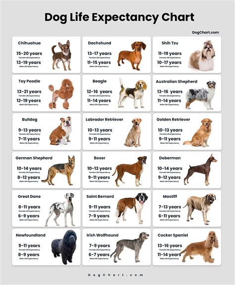 Dog Breed Life Expectancy Chart