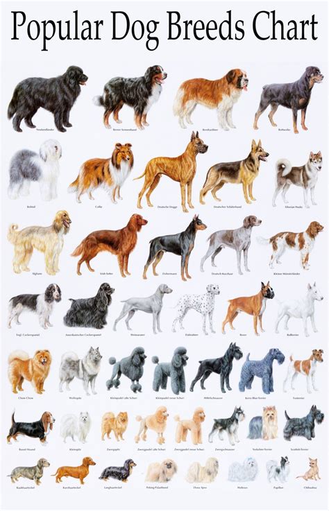 Dog Breeds Pictures Chart