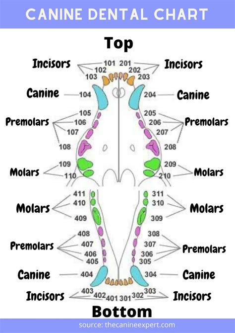 Dog Dental Chart Numbers