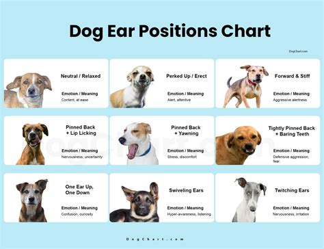 Dog Ears Chart