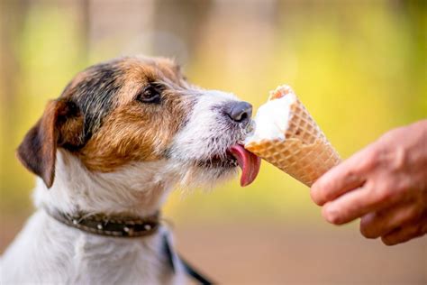 Dog Ice Cream: A Sweet Treat for Your Furry Friend