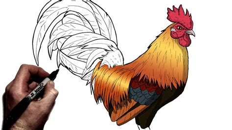 Drawings Of A Rooster