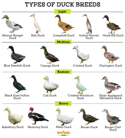 Duck Breeds Chart