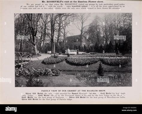 Dutch Bulbs Catalogue