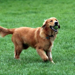 Dvärg Golden Retriever: Den ultimata guiden för hundälskare