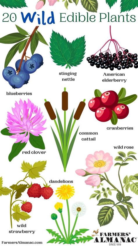 Edible Plants Chart