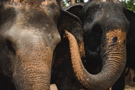 Elephant Öl: A Language of Communication and Understanding