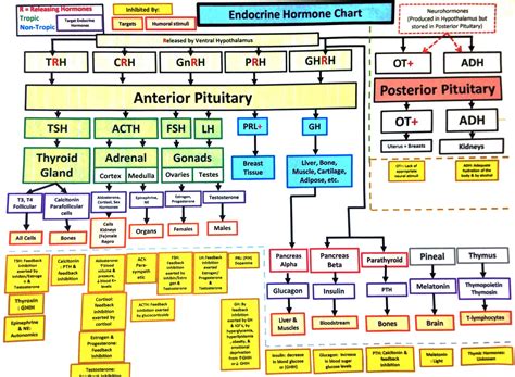 Endocrine Hormones Chart