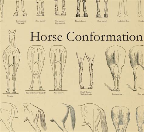 Equine Conformation Chart