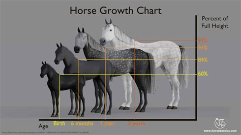 Equine Growth Chart