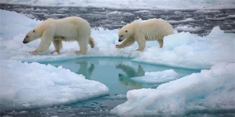 Es Membuat Es Beruang Kutub untuk Mengalahkan Panas Musim Panas