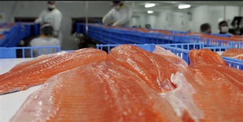 Es descubrirá el secreto del éxito de los peces gordos de la industria de la restauración: el sistema de hielo Scotsman