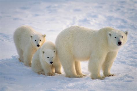 Escapades sur la patinoire avec les ours polaires
