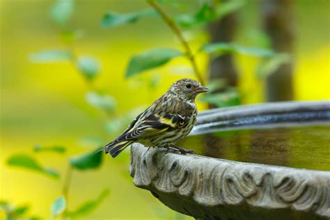Fågelbad trädgård – Få din trädgård att sjuda av liv