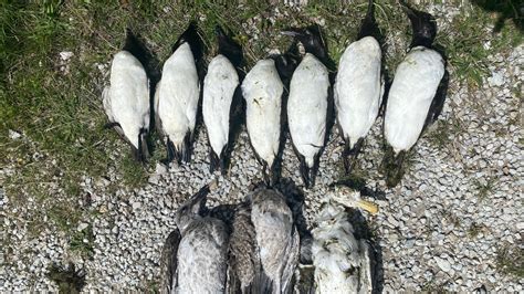 Fåglar Gotland: En Destination för Fågelälskare
