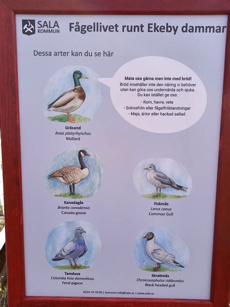 Fåglarna på Gotland: En guide till arter, livsmiljöer och bevarande