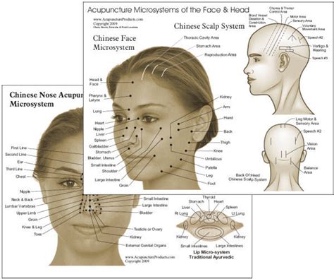 Face Acupuncture Points Chart