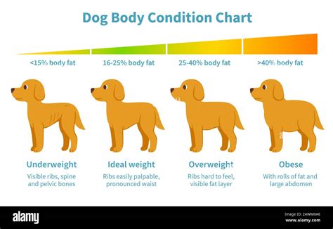 Fat Dog Chart