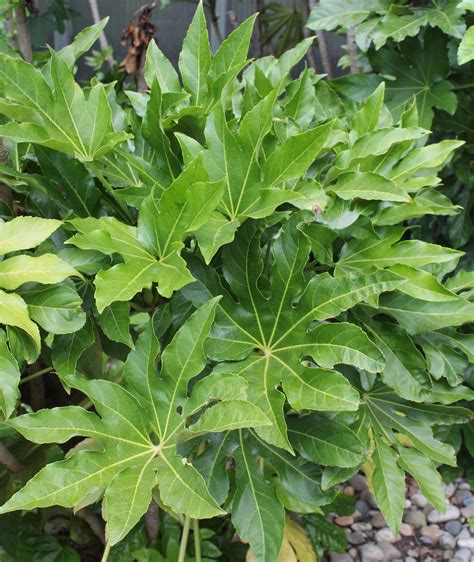 Fatsia japonica: A Plant of Many Benefits