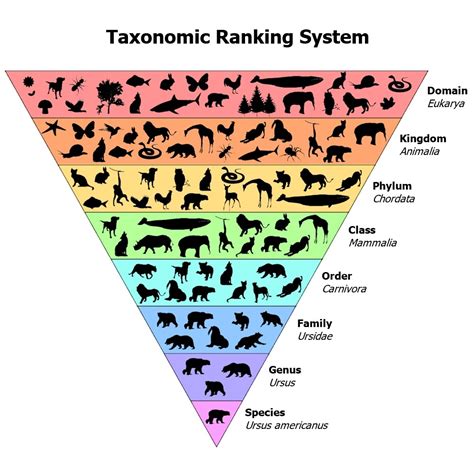 Fauna Chart