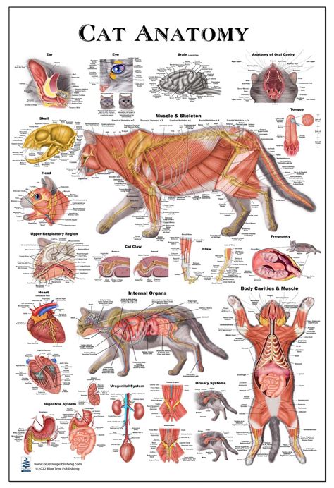 Feline Anatomy Chart