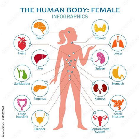 Female Body Parts Chart