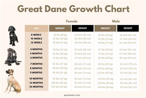 Female Great Dane Growth Chart
