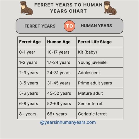 Ferret Teeth Age Chart