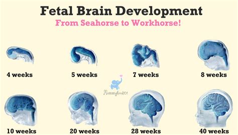 Fetal Brain Development Chart