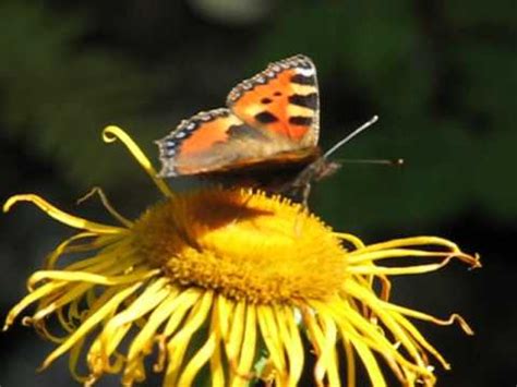Fina fjärilar: lyftande upp lycksalighet och hopp