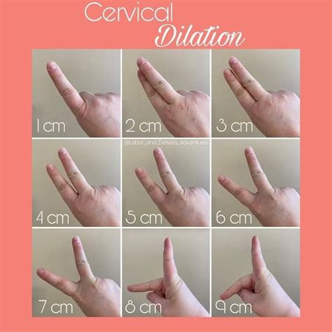 Fingertip Dilation Chart Fingers