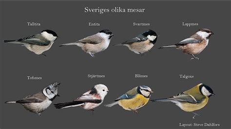Finkar och sparvar: Små fåglar med en stor påverkan