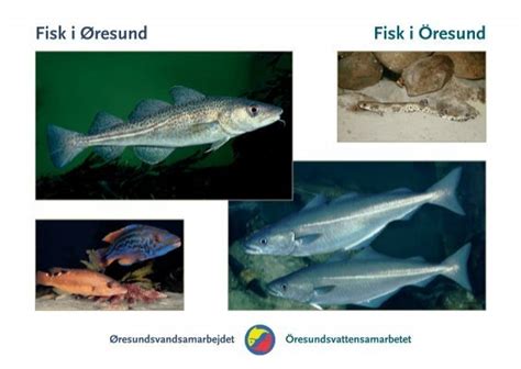 Fisk Öresund: En Central Del I Vårt Öresund